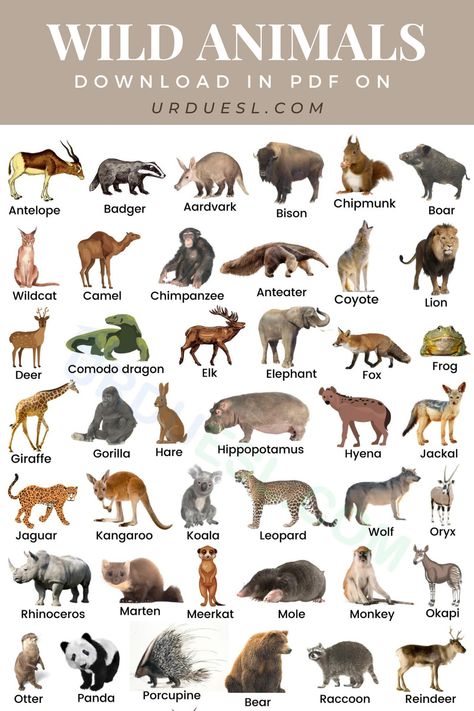 list of Wild Animals Name with Pictures Animals Name With Picture, Animals Name List, Wild Animals List, Names Of Birds, Animal Pictures For Kids, Animals Name In English, Animals Name, Animal Infographic, Wild Animals Photos