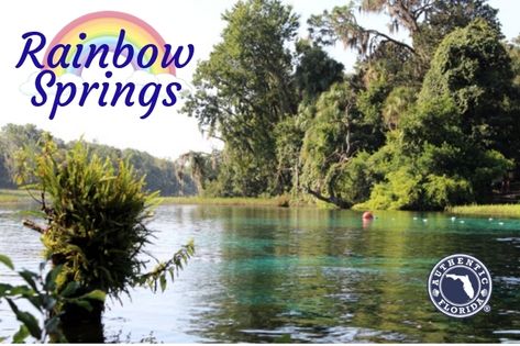 A Visit to Remarkable Rainbow Springs | Authentic Florida Rainbow Springs State Park, Rainbow River, Florida Parks, Rainbow Springs, Florida State Parks, Florida Destinations, Florida Springs, Spring Park, Natural Swimming Pool