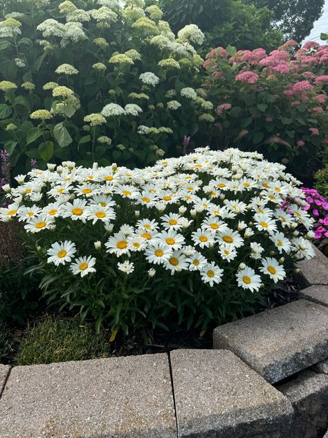 Shasta Daisies and Hydrangeas make the perfect pair!  Plants in this photo: AMAZING DAISIES® DAISY MAY® Leucanthemum INVINCIBELLE® Spirit II Hydrangea INCREDIBALL® Hydrangea Hydrangea Incrediball, Daisy Flower Garden, Incrediball Hydrangea, Proven Winners Perennials, Shasta Daisy, Long Blooming Perennials, Shasta Daisies, Daisy Garden, Daisy May