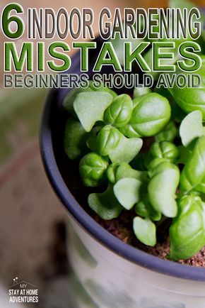 Growing Food Indoors, Gardening Tips For Beginners, Garden Cactus, Indoor Vegetables, Indoor Vegetable Gardening, Patio Diy, Garden Types, Indoor Herb Garden, Dry Creek