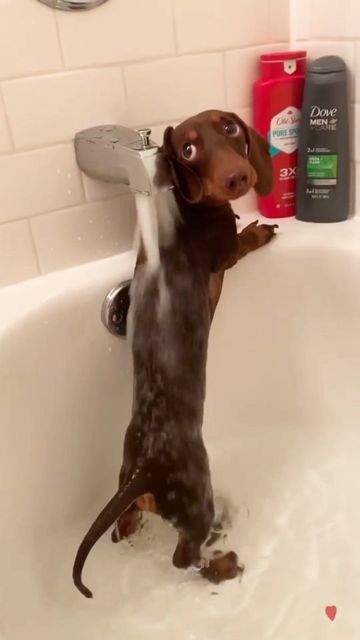 🐾Dachshund Doxie Wiener Sausage Dog🐾 on Instagram: "🔊 Does Your Doxie Like Water? 💦 Video by 💗@barkleytheweenie Follow us👉@ilovemydachshunddog ⁣⁣ 🌭Grab Your FREE GIVEAWAY - Till Stocks Last. 📢 Hurry up and get yours by clicking the link in our bio 👆💍🛒 🧡 Free Shipping WORLDWIDE + an Extra 15% OFF! 🎁 Hot things go quickly! ⁣⁣⁣⁣ 👥 ⤵ Double tap & tag your friend Below! 💖⁣⁣ ⁣⁣ ⁣⁣ ⁣⁣ ⁣⁣ ⁣⁣ ⁣⁣ ⁣⁣ ⁣⁣ ⁣⁣ ⁣⁣(All rights are reserved & belongs to their respective owners)⁣⁣⁣ R #dachshund #saus Pinterest Funny, Funny Corgi, Puppies Cute, Really Cute Dogs, Funny Dachshund, Weenie Dogs, Hilarious Funny, Dachshund Puppies, Dachshund Puppy