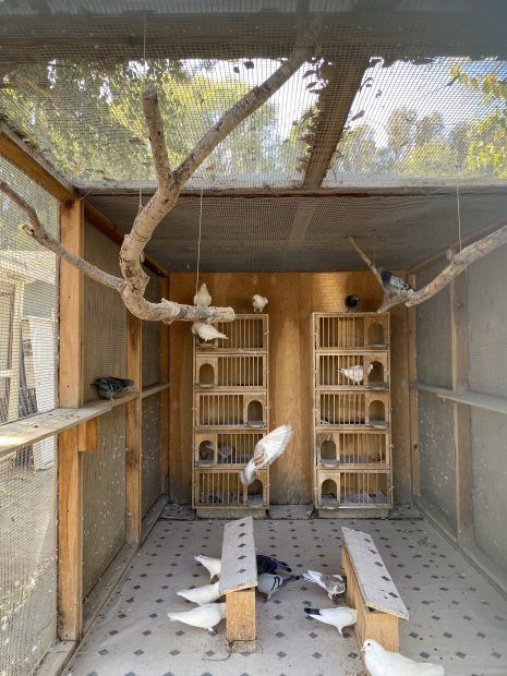 How to Create an Aviary for Rescued Pigeons (or Doves) - Pegion Loft Design, Diy Pigeon Coop, Pigeon Aviary Ideas, Dove House Ideas, Pet Dove Cage, Dove Cage Ideas, Pigeon Aviary Outdoor, Pigeon House Ideas Diy, Pigeon House Design