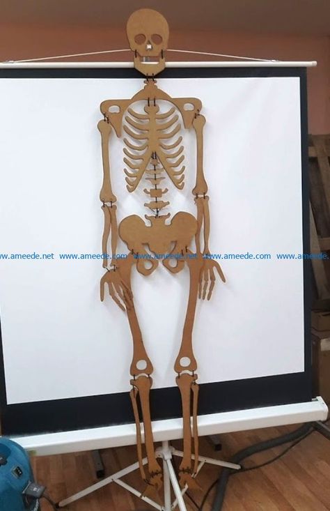 Sense Organs Chart, Skeleton Template, Human Body Science Projects, Human Body Crafts, Human Skeleton Model, Skeleton System, Diy Canvas Art Easy, Cardboard Model, Skeleton Model