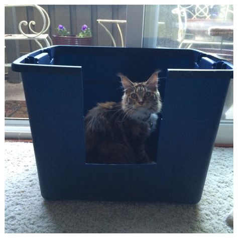 High Sided Litter Box, Cat Litter Box Diy, Hiding Cat Litter Box, Diy Litter Box, Best Litter Box, Hidden Litter Boxes, Box Hacks, Cat Litter Box Enclosure, Litter Box Enclosure