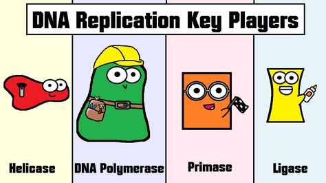 Learn all about DNA replication and the four key players (ligase, helicase, DNA polymerase, and primase) in our video! http://youtu.be/5qSrmeiWsuc Molecular Biology And Genetics Wallpaper, Genetics Notes Biology, Enzymes Biology, Dna Ligase, Dna Polymerase, Genetics Memes Funny, Biology Humor, Stem Challenge, Dna Memes Funny