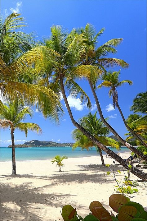 St Lucia beaches are just fantastic, white sand, blue seas, palm trees and easily accessible from your resort.  Flying out from the UK, Abbot Travel can help you book that dream holiday. #letherinspireyou #my_stlucia #TravelSaintLucia  #SaintLucia #StLucia #luxuryresort #luxurylifestyle #resortlife #resortliving #AbbotTravel #caribbean #caribbeantravel #travel #islandlife #wanderlust #paradise #getaway #BeautifulDestinations #bucketlist #travels #luxuryholiday #luxurytravel #coast #coastline St Lucia Beach, St Lucia Vacation, St Lucia Travel, Carribean Travel, St Lucia Caribbean, Caribbean Culture, Tropical Travel, Saint Lucia, Brazil Travel