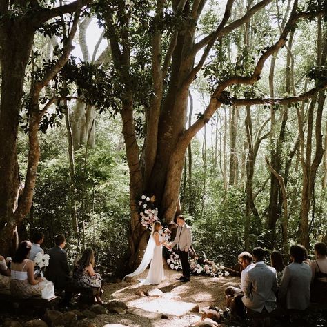 🌿Temple Farmhouse Byron Bay on Instagram: “Kat + Pete 🕊 The most breathtaking image captured by @elsacampbellphotography in our enchanted forest 🤍 @__elope__ @wildernessflowers_…” Byron Bay, Enchanted Forest, Enchanted, Dolores Park, Wedding Planning, Temple, Farmhouse, Forest, Floral