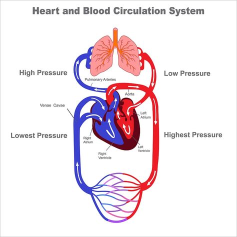 Blood Circulation Diagram, Blood Circulation Remedies, Human Circulatory System, Lymph Fluid, Human Body Anatomy, Biology Lessons, Medical School Inspiration, Poor Circulation, Human Anatomy And Physiology