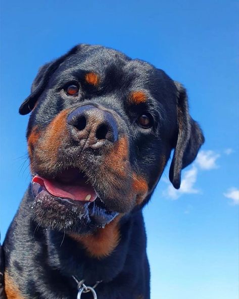 Rottweiler Senior Dog Care, Rottweiler And Doberman Together, Rottweilers And Dobermans, Two Rottweiler Aesthetic, Lover Anime, Tattoos Dog, Dogs Aesthetic, Painting Dogs, Rottweiler Breed