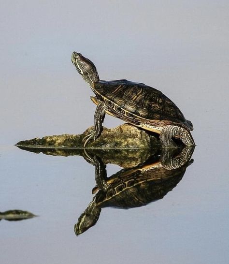 Turtle In Water, Red Ear Turtle, Eastern Painted Turtle, Two Turtles, River Turtle, Sea Turtle Pictures, Turtle Images, Turtle Time, Red Eared Slider