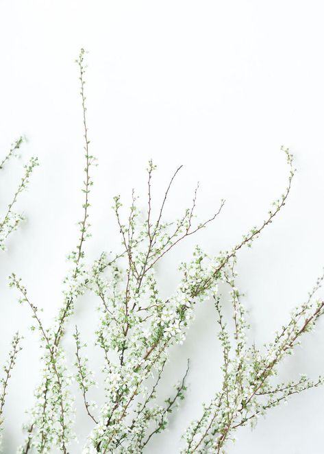 White Spring Flowers Wedding, Minimalist Whimsical Wedding, White Spring Wedding Flowers, Spirea Bouquet, White Floral Aesthetic, Spring White Wedding, Spirea Flower, White Spirea, White Spring Wedding