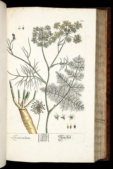 Foeniculum | fenouil | fennel | Herbarium Blackwellianum emendatum et auctum, id est, Elisabethae Blackwell collectio stirpium. Norimbergae : Typis Io. Iosephi Fleischmanni, 1750-1773.. biodiversitylibrary.org/page/291832 Botanical Prints Free, Botanisk Illustration, Herb Art, Antique Botanical Print, Illustration Botanique, Plant Drawing, Scientific Illustration, Botanical Drawings, Plant Illustration