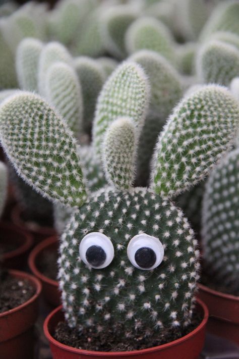 Cactus Aesthetic, Eyes Aesthetic, Cactus Party, Vintage Picnic, Tiny Plants, Desert Oasis, Googly Eyes, Garden Crafts, Aesthetic Pictures