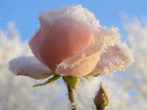 You are the fearless Rose  that grows amidst the freezing wind ~ Rumi♥ Frozen Rose, Rosa Coral, Winter Rose, Winter Beauty, Winter Wonder, Winter Scenes, Love Flowers, Beautiful Roses, Nature Beauty