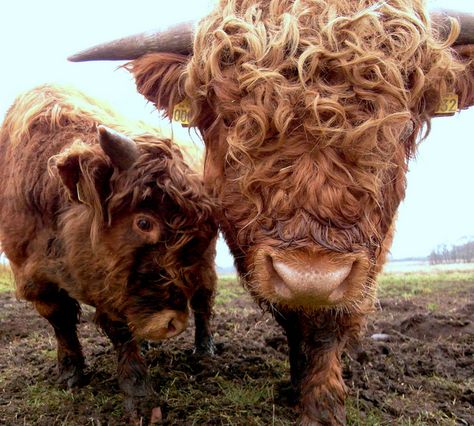 curly haired cow - Google Search Cute Backrounds, Fav Animal, Pet Cows, Cow Photography, Highland Cow Art, Chippers, Scottish Highland Cow, Fluffy Cows, Eat Beef