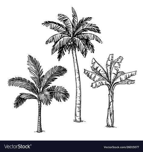 Ink sketch palm trees Royalty Free Vector Image Palm Tree Sketch, Trees Drawing Tutorial, Palm Tree Drawing, Trees Vector, Plant Sketches, Palm Tree Vector, Tree Drawings Pencil, Landscape Design Drawings, Tree Sketches