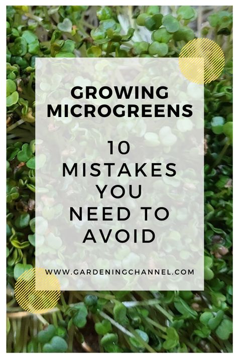 microgreens growing with text overlay growing microgreens ten mistakes you need to avoid Uses For Microgreens, Growing Microgreens Without Soil, How To Grow Micro Greens, How To Use Microgreens, Growing Microgreens At Home, Grow Microgreens Indoors, Micro Greens Growing Indoors, Growing Microgreens Indoors, Starting Microgreens