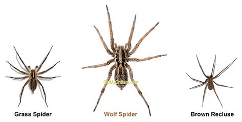 How to Get Rid of Wolf Spiders – RidMyCritters.com Spider Bites Pictures, Wolf Spiders, Spider Killer, Adulting Tips, Spider House, Recluse Spider, Types Of Spiders, Brown Recluse, Wolf Spider