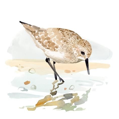 size: 12x12in Art Print: Freckled Sandpiper II by Victoria Barnes : Stupell Industries, Large Canvas Prints, Watercolor Bird, Canvas Home, Giclee Art, Big Canvas Art, Wall Art Designs, Bird Art, Canvas Print Wall