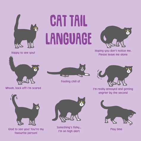 Discover the invaluable advantages of understanding your feline companion's language. Here are some key benefits that come with this essential knowledge: 1 | Strengthening the Bond: By deciphering your cat's vocalizations, body language, and behavior, you'll develop a deeper connection. Penelope Boots, Cat Tail Meaning, Cat Tail Language, Cat Body Language, Kitten Checklist, Kitty Gang, Cat Projects, Cat Advice, Slippers Cute