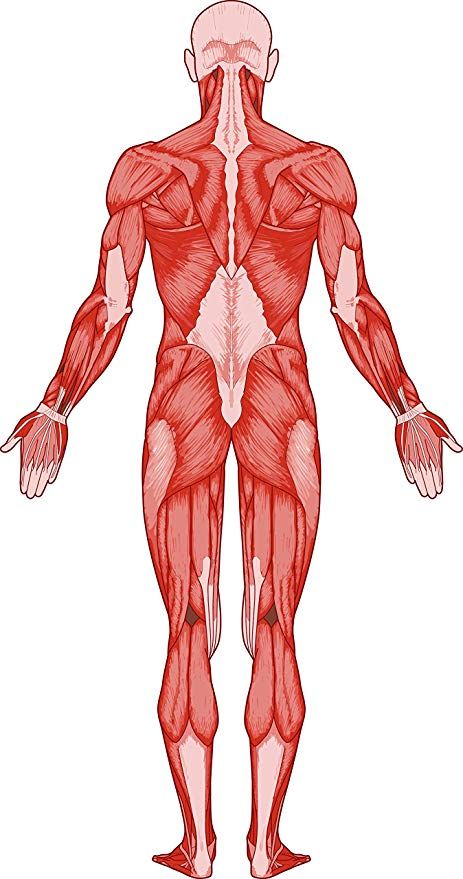 Amazon.com: Anatomic Human Body Anatomy Cartoon Art Drawing Vinyl Sticker (2" Tall, Muscle Colored): Automotive Human Body Muscles Drawing, Human Muscles Drawing, Human Anatomy Cartoon, Human Anatomy Stickers, Muscle Figure Drawing, Human Muscle Anatomy Art Reference, Human Anatomy Art Models, Body Muscles Anatomy Drawings, Human Back Anatomy