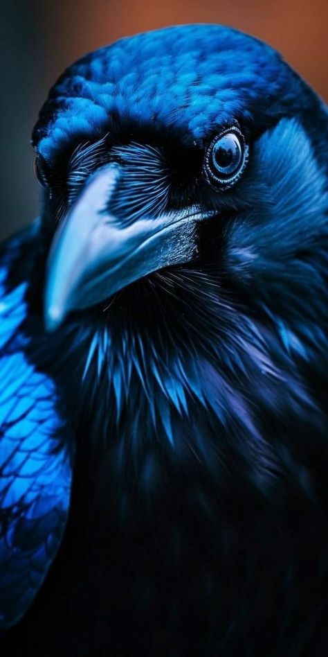 Feathers Close Up, Crow Fantasy Art, Raven Fantasy Art, Crow Wallpapers, Crow Photography, Raven Images, Raven Pictures, Crow Photos, Crow Tattoo Design