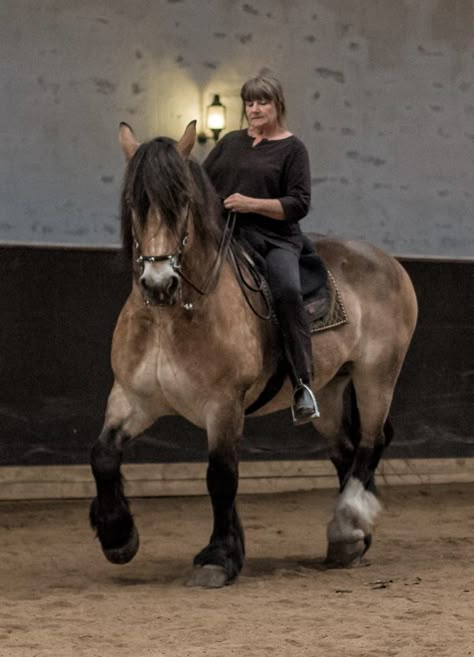 Draft Horse Riding, Person Riding Horse, Friesian Stallion, Horse Riding Aesthetic, Riding A Horse, Beautiful Horse Pictures, Riding Horse, Armadura Medieval, Academic Art