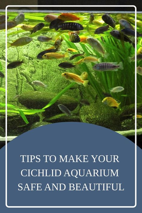 African cichlids are one of the most popular fish you can keep in your aquarium due to their beauty and easy care. Learn more in this article what you need for your african cichlids aquarium. #aquariumpets #cichlidaquarium Cichlid Aquarium Ideas Tanks, Cichlid Tank Ideas, Cichlid Aquarium Ideas, African Cichlid Tank, Lake Malawi Cichlids, African Cichlid Aquarium, American Cichlid, Cichlid Aquarium, Malawi Cichlids