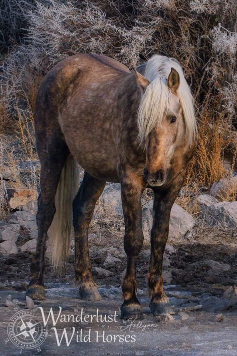 Sooty Palomino Horse, Dapple Palomino Horse, Dapple Gray Horse, Sooty Palomino, Aesthetic Horses, Horse Colours, Dapple Grey Horses, Palomino Horses, Wild Horses Mustangs