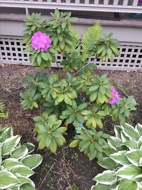 Rhododendron And Hostas, Backyard Design, Yard Landscaping, Gardening Tips, Spring Summer Fashion, Front Yard, Landscaping, Summer Fashion, Yard