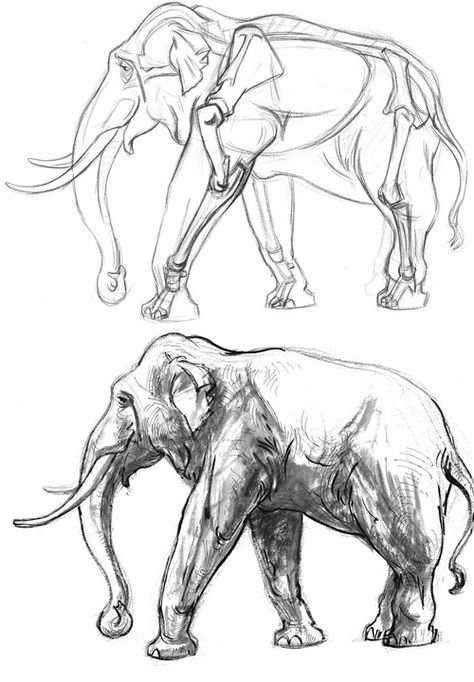 Gurney Journey: Animal Drawing at Otis Elephant Anatomy Drawing, Animal Drawing Anatomy, Gary Geraths, Elephant Anatomy, James Gurney, Elephant Sketch, Elephant Illustration, Elephant Drawing, Animal Anatomy