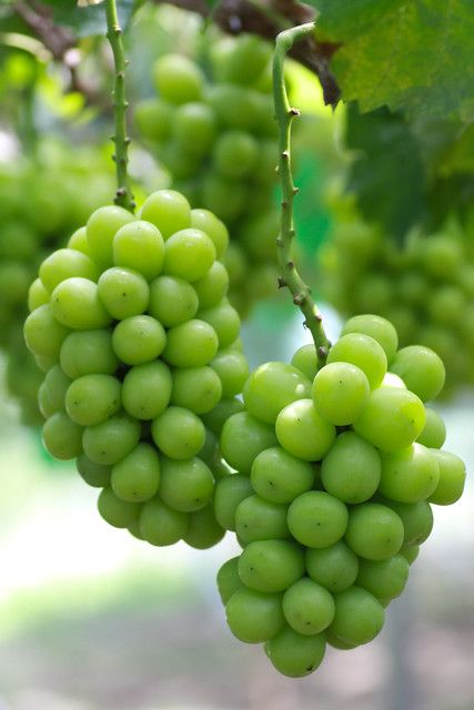 Grape Salad Recipes, Grapes Tree, Muscat Grapes, Shine Muscat, Grape Salad Recipe, Fruits And Vegetables Pictures, Desserts Fruit, Grape Tree, Grape Plant