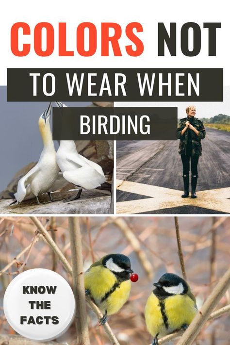 Colors Not to Wear When Birding Bird Watching Journal, Backyard Birds Watching, Squirrel Feeders, Bird Facts, Clothing Wardrobe, Backyard Paradise, Go Hiking, Backyard Birds, Fashion Mistakes