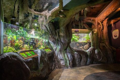 Snake Exhibit, Rock Terrarium, Planet Zoo Habitat, Snake House, Zoo Exhibit, Zelda Cake, Crab Tank, Prehistoric Kingdom, Hermit Crab Tank