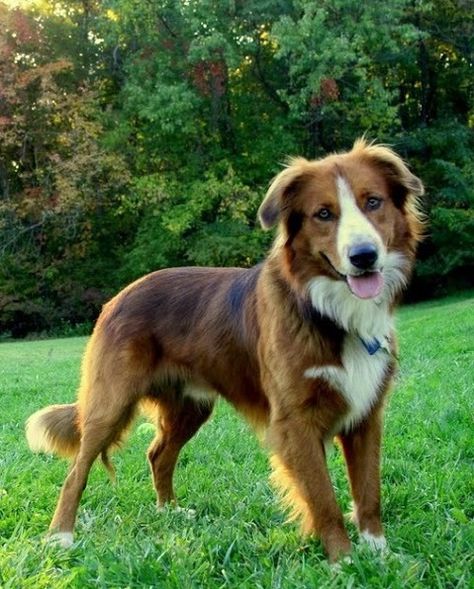 English Shepherd / Farm Collie Dog Best Medium Sized Dogs, Medium Sized Dogs Breeds, English Dogs, English Shepherd, Dog Breeds List, Dog Breeds Medium, Dogs Breeds, Farm Dogs, About Dogs