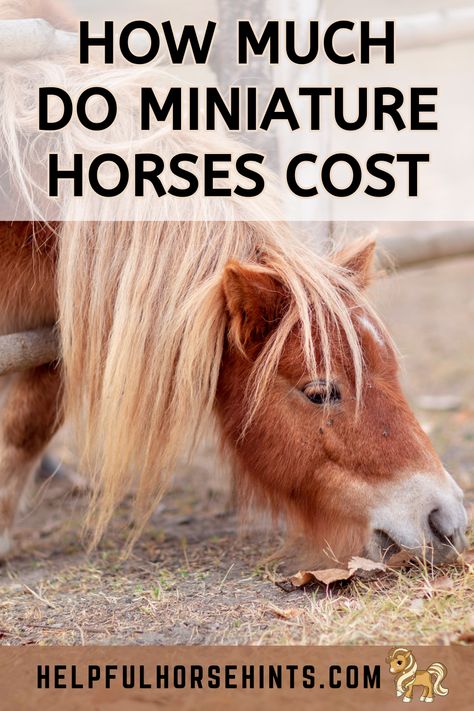 As with most companion animals, the price for a mini can vary quite a bit. According to the American Miniature Horse Association, the initial purchase price of your mini can be anywhere from $1,000 – $200,000!  Even though miniature horses are smaller than standard-sized horses, they require many of the same monthly expenses.  In this article, we'll discuss the cost of the miniature horses. #sale #barn #horse #american #riding #monthly #helpfulhorsehints American Miniature Horse, Mini Horse Barn, Miniature Horse Foal, Miniature Horses For Sale, Miniature Pony, Mini Horses, Horse Information, Horse Breeder, Tiny Horses