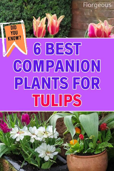 Tulips Companion Plants Best Companion Plants, Growing Tulips, Planting Tulips, Tulip Garden, Succession Planting, Companion Plants, Tulip Bulbs, Tulips Garden, Spring Bulbs