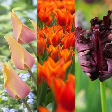 Top tips on making the most of spring bulbs with a bulb lasagne. Bulb Lasagne Combinations, Bulb Lasagne, Blue Tapestry, Soil Layers, Spring Bulbs, Growing Plants, Anemone, Top Tips, Tulips