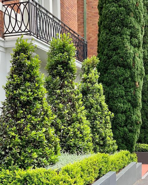 HEDGE Garden Design & Nursery on Instagram: “Full height Bay Tree topiary cones | Laurus nobilis” Laurel Topiary, Bay Trees In Pots, Hedge Garden Design, Hedge Garden, Trees In Pots, Bay Trees, Bay Laurel, Oak House, Laurus Nobilis