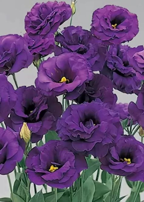 Purple Lisianthus. Lisianthus Flowers, Cranesbill Geranium, Lilac Flowers, Spray Roses, Exotic Flowers, Flower Images, Outdoor Plants, Amazing Flowers, Cut Flowers