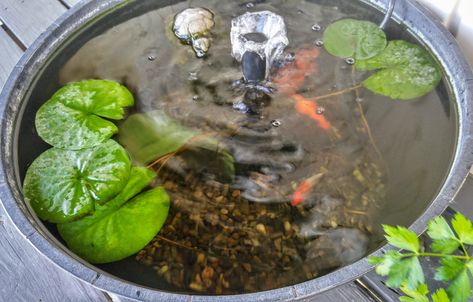 How to Create a Container Water Garden for Small Spaces Garden For Small Spaces, Small Water Gardens, Planting Fruit Trees, Patio Container Gardening, Container Water Gardens, Window Box Garden, Container Garden Design, Water Container, Fall Vegetables