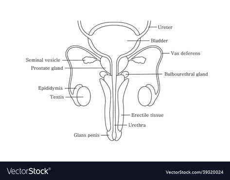 Reproductive System Drawing, Male Reproductive System Drawing, Male Reproductive System, Male Reproductive System Anatomy, Male Reproductive System Diagram, Science Room, Female Reproductive System, Class 8, Medical School Inspiration