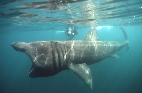 Basking Shark, Shark Pictures, Mako Shark, Shark Family, Shark Gifts, Shark Diving, Marine Animals, Ocean Creatures, Weird Animals