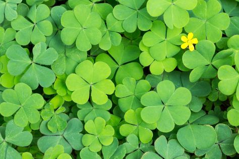 Parsons Challenge, Four Leaf Clover Aesthetic, Hydrangea Fertilizer, St Patricks Day Jokes, 4 Leaf Clovers, Clover Field, Clover Plant, Lucky Leaf, Acid Loving Plants