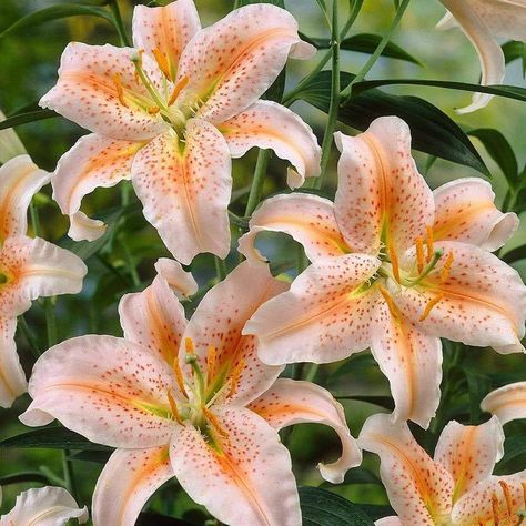 Oriental Lily Salmon Star ( bulb) Pots and Planters,Cut Flowers. Perennial - Caribbeangardenseed Pots And Planters, Nothing But Flowers, Flower Therapy, Ranunculus, Cut Flowers, Flower Beds, Love Flowers, Garden Seeds, My Flower