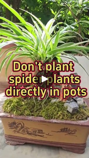 2M views · 39K reactions | Don't plant spider plants directly in pots #garden #gardening #plants #planting #indoorgarden #indoorplants #homegarden #houseplants #plant #fypシ | Indoor Planting Tips and Garden | Indoor Planting Tips and Garden · Original audio Spider Plant Pups, Spider Plant Topiary, Spider Plant Bonsai, Spider Plant Display Ideas, Diy Plant Support Indoor, Spider Plants Indoor, Spider Plant Decor, Spider Plant Care Indoor, Ways To Hang Plants Indoors