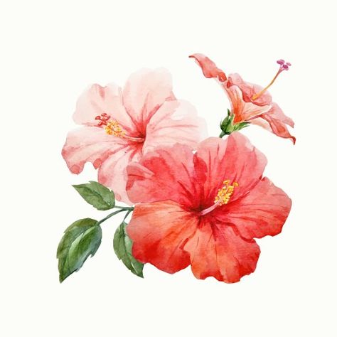 Hibiscus Drawing, Tropical Hibiscus, Flower Sketches, Floral Drawing, Cat Air, Watercolor Flowers Paintings, Arte Inspo, Tropical Art, Flower Ideas