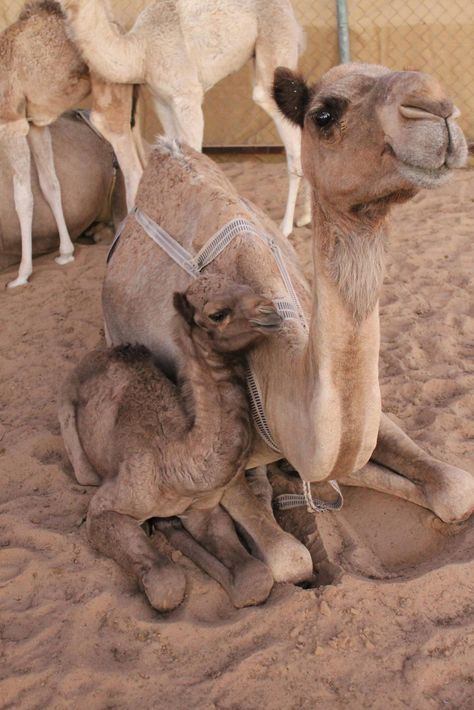 Animal Parents, Camels Art, Baby Camel, Cute Animal Videos, Cute Animal Pictures, Animal Planet, Animal Photo, Nature Animals, 귀여운 동물