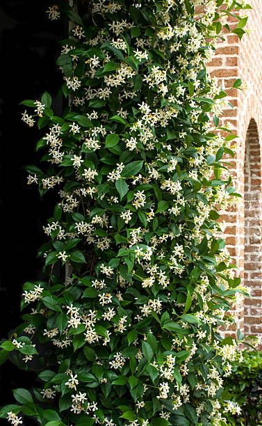 Jasmine Bush Landscaping, Jasmine Trellis Wall, Star Jasmine Trellis, Jasmine Wall, Jasmine Tree, Jasmine Garden, Florida Bungalow, Arabian Jasmine, Plant Palette