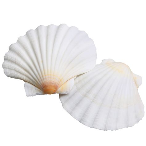 PRICES MAY VARY. 2.7-3.5 INCHES SCALLOP SHELLS 16PCS - Premium white scallop shells are carefully handpicked and cleaned very well, everyone have a natural bright white color. Each one is unique with a real natural feel, processed deep cleaning, polishing, no odor. NATURAL SEA SHELLS FOR DECORATING AND BAKING - Perfect for DIY artistic creation, ocean theme party crafting, home decor and christmas tree decorations. Large scallop shells great for baking , those baking shells are selected carefull Krylon Spray Paint, Sailboat Decor, Ocean Theme Party, Wedding Home Decoration, Under The Sea Theme, Oyster Shells, Tropical Theme, Scallop Shells, Fish Tank Decorations